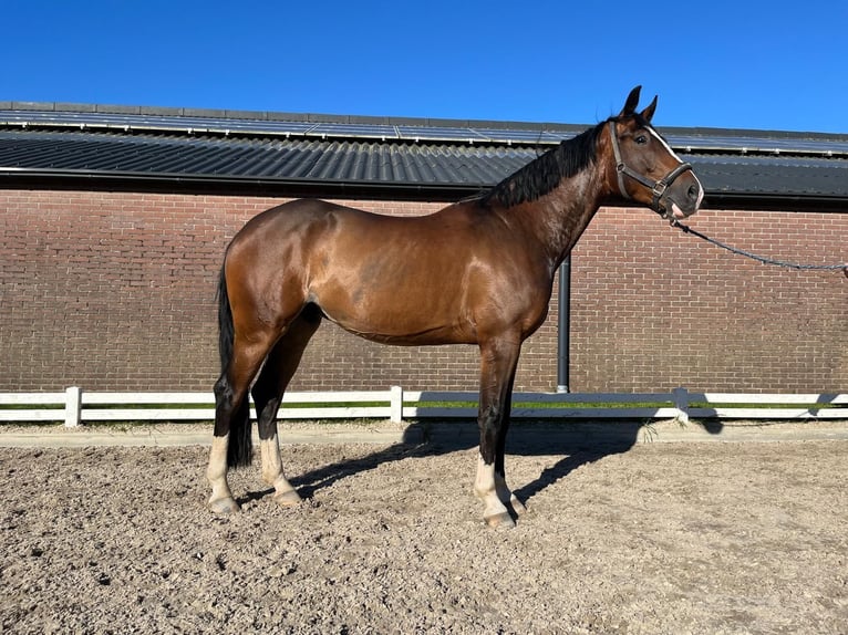 KWPN Wallach 4 Jahre 162 cm Dunkelbrauner in Lunteren