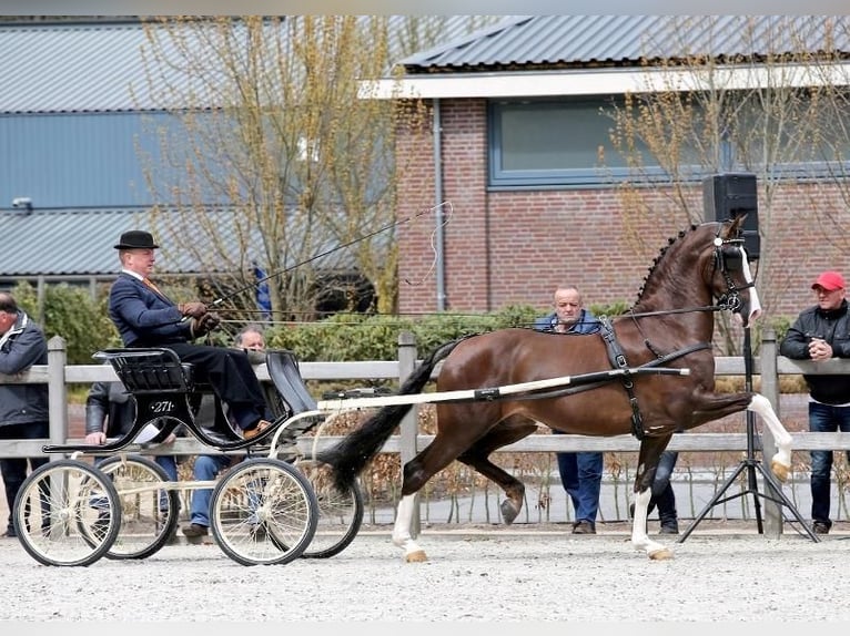 KWPN Wallach 4 Jahre 162 cm Dunkelfuchs in Nagyk&#xE1;ta