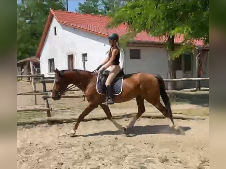 KWPN Wallach 4 Jahre 162 cm Dunkelfuchs in Nagyk&#xE1;ta