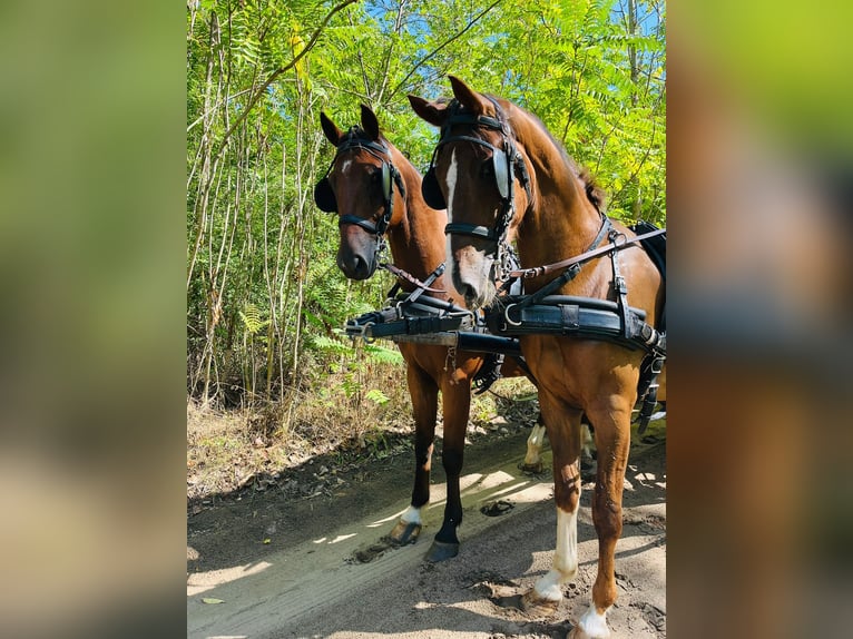 KWPN Wallach 4 Jahre 162 cm Dunkelfuchs in Nagyk&#xE1;ta