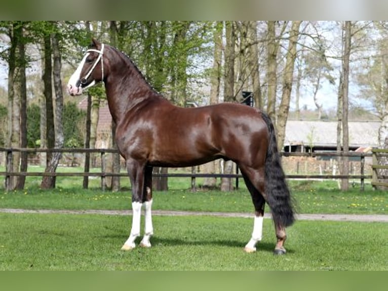 KWPN Wallach 4 Jahre 162 cm Dunkelfuchs in Nagyk&#xE1;ta