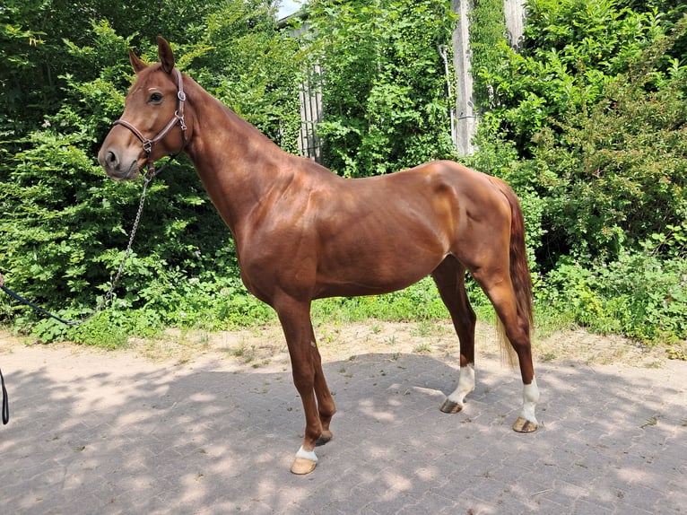 KWPN Wallach 4 Jahre 162 cm Fuchs in Messel