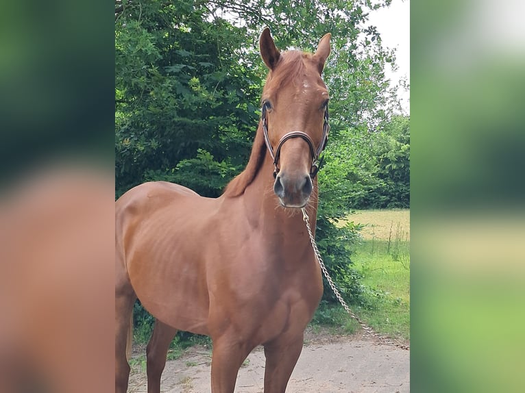 KWPN Wallach 4 Jahre 162 cm Fuchs in Messel