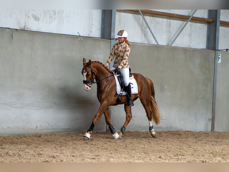 KWPN Wallach 4 Jahre 162 cm Rotbrauner in Nieuwegein