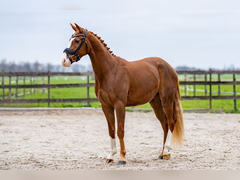 KWPN Wallach 4 Jahre 162 cm Rotbrauner in Nieuwegein