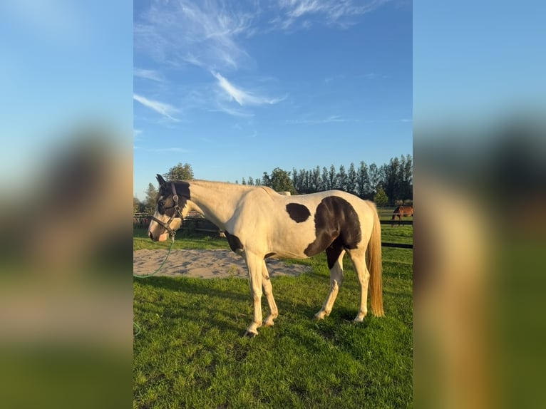 KWPN Wallach 4 Jahre 162 cm Schecke in Wesepe