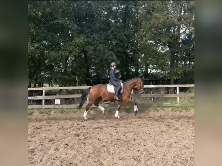 KWPN Wallach 4 Jahre 163 cm Brauner in Voorthuizen