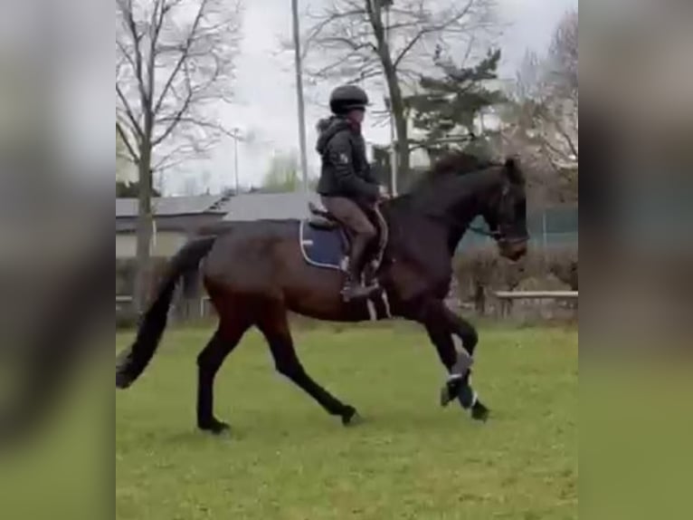 KWPN Wallach 4 Jahre 163 cm Dunkelbrauner in Uffenheim