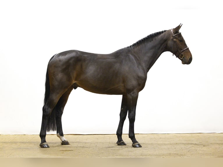 KWPN Wallach 4 Jahre 163 cm in Waddinxveen