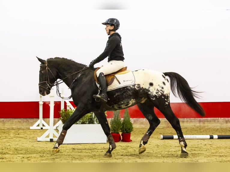 KWPN Wallach 4 Jahre 163 cm Tigerschecke in Waddinxveen