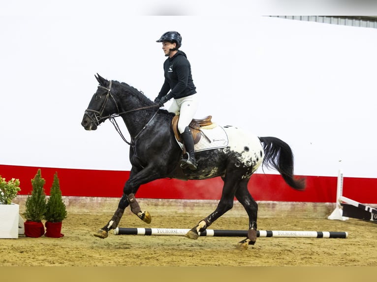 KWPN Wallach 4 Jahre 163 cm Tigerschecke in Waddinxveen