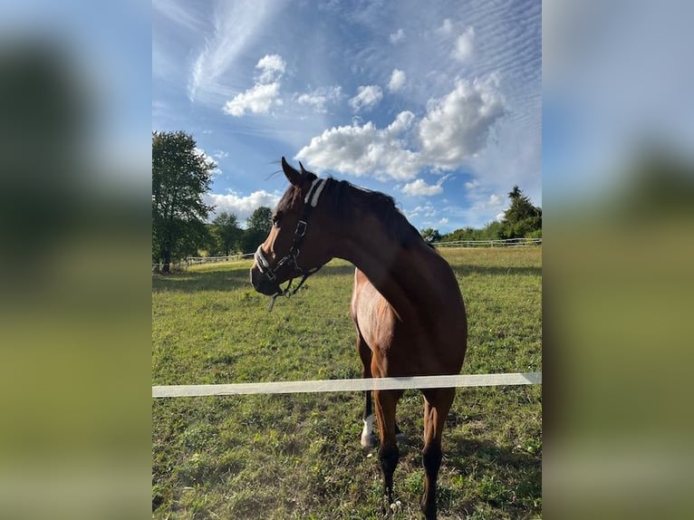 KWPN Wallach 4 Jahre 164 cm Brauner in Bad Driburg