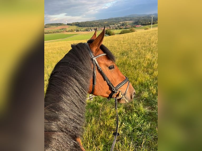 KWPN Wallach 4 Jahre 164 cm Brauner in Bad Driburg