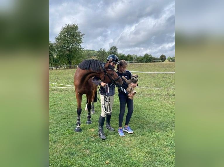 KWPN Wallach 4 Jahre 164 cm Brauner in Bad Driburg