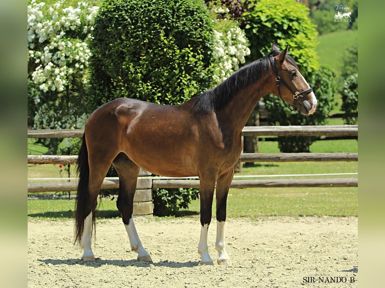 KWPN Wallach 4 Jahre 164 cm Brauner in Kamnik