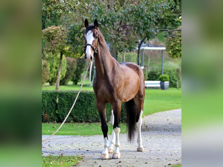 KWPN Wallach 4 Jahre 164 cm Brauner in Kamnik KWPN Wallach 4 Jahre 164 cm Brauner in Kamnik