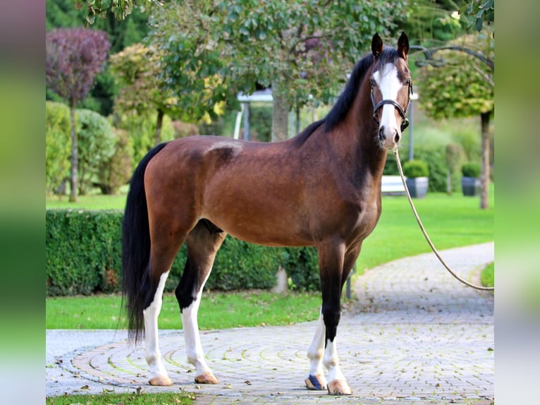 KWPN Wallach 4 Jahre 164 cm Brauner in Kamnik KWPN Wallach 4 Jahre 164 cm Brauner in Kamnik