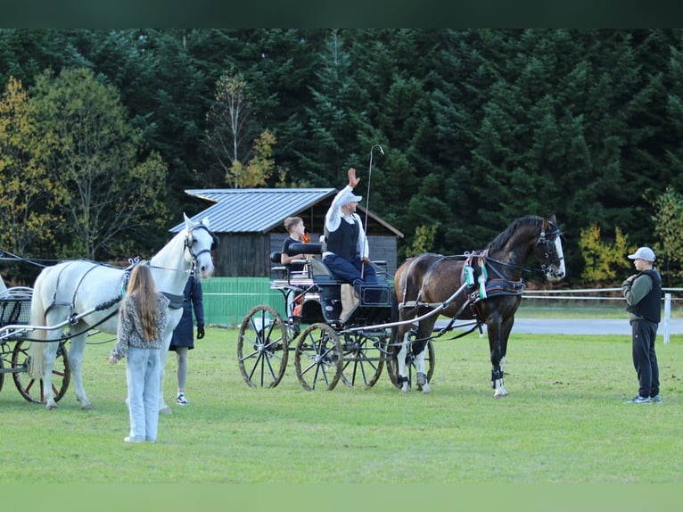 KWPN Wallach 4 Jahre 164 cm Brauner in Kamnik KWPN Wallach 4 Jahre 164 cm Brauner in Kamnik