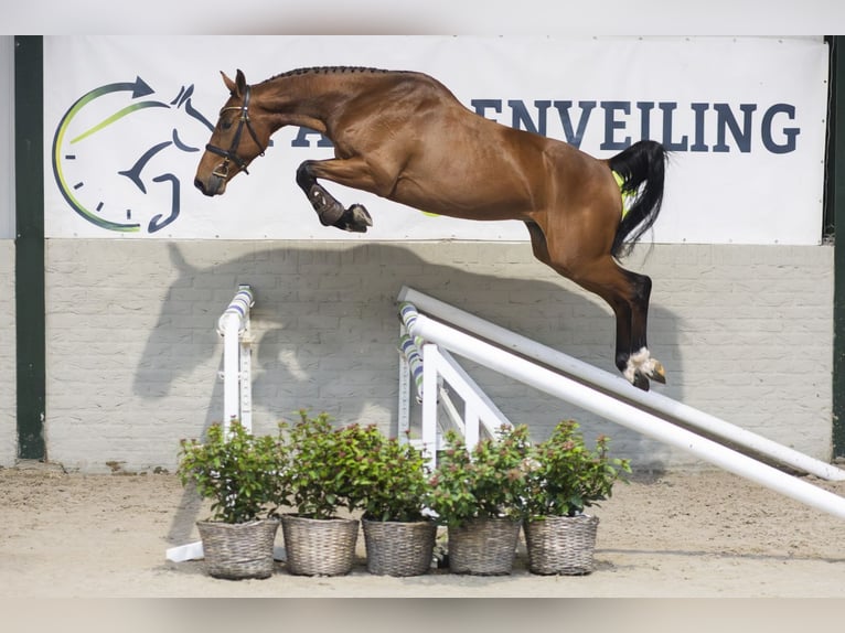 KWPN Wallach 4 Jahre 164 cm Brauner in Heerde