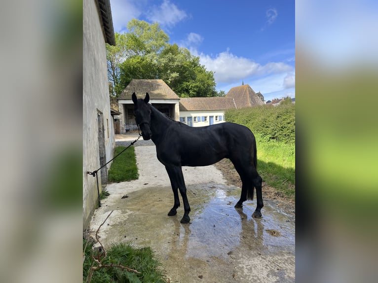 KWPN Wallach 4 Jahre 164 cm Rappe in Saint-Samson