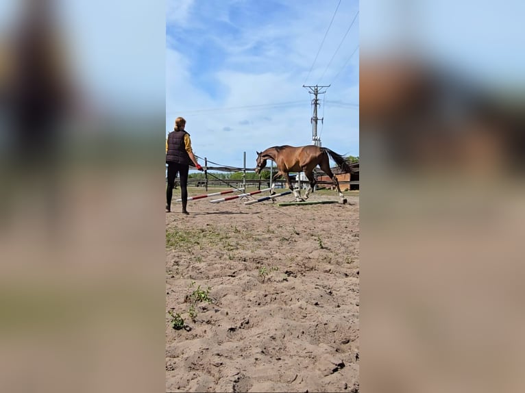 KWPN Wallach 4 Jahre 164 cm Rotbrauner in Nowa R&#xF3;&#x17C;a