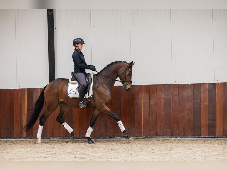 KWPN Wallach 4 Jahre 165 cm Brauner in Gieten