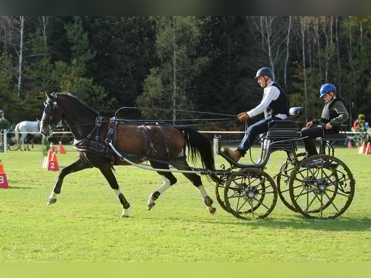 KWPN Wallach 4 Jahre 165 cm Brauner in Kamnik