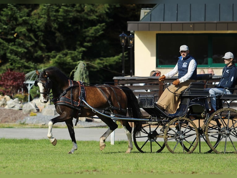 KWPN Wallach 4 Jahre 165 cm Brauner in Kamnik