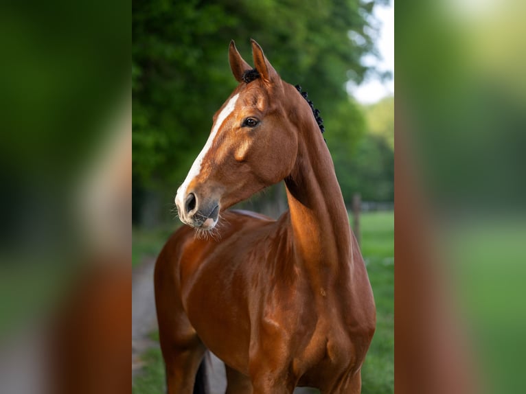 KWPN Wallach 4 Jahre 165 cm Brauner in Luyksgestel