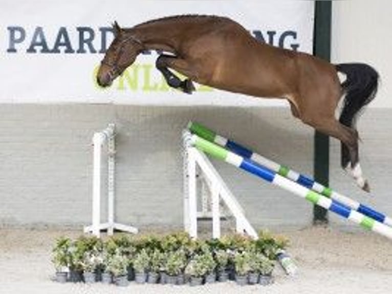 KWPN Wallach 4 Jahre 165 cm Brauner in Heerde