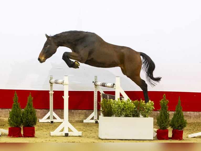 KWPN Wallach 4 Jahre 165 cm Brauner in Waddinxveen