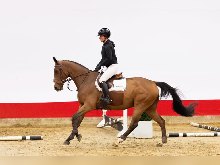 KWPN Wallach 4 Jahre 165 cm Brauner in Waddinxveen