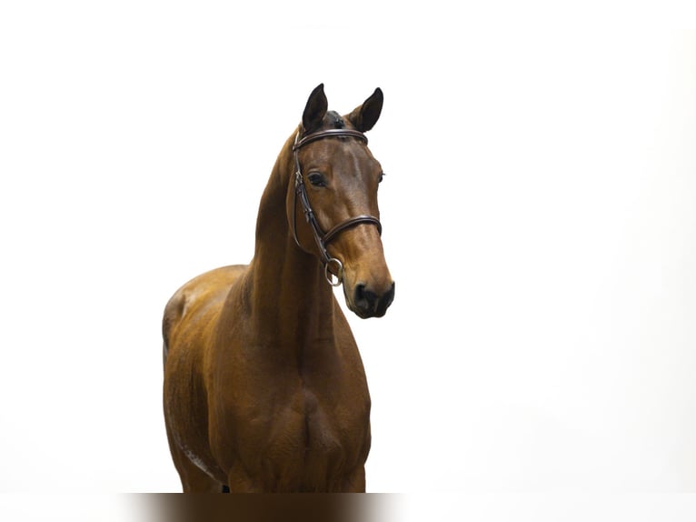 KWPN Wallach 4 Jahre 165 cm Brauner in Waddinxveen