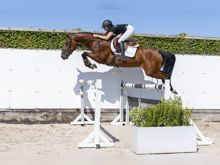 KWPN Wallach 4 Jahre 165 cm Brauner in Waddinxveen
