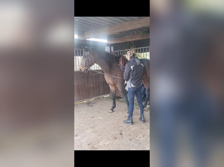 KWPN Wallach 4 Jahre 165 cm Dunkelbrauner in Lommel