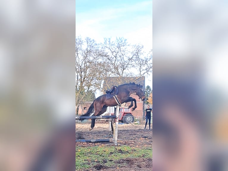 KWPN Wallach 4 Jahre 165 cm Dunkelbrauner in Lommel