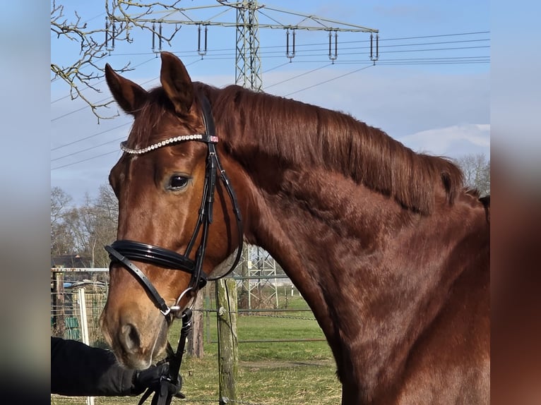KWPN Wallach 4 Jahre 165 cm Dunkelfuchs in Wachtendonk