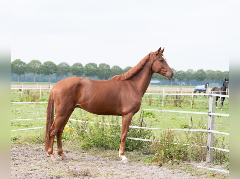 KWPN Wallach 4 Jahre 165 cm Fuchs in Dordrecht
