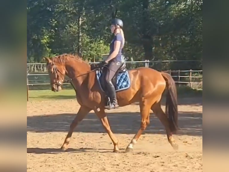 KWPN Wallach 4 Jahre 165 cm Fuchs in Zonhoven