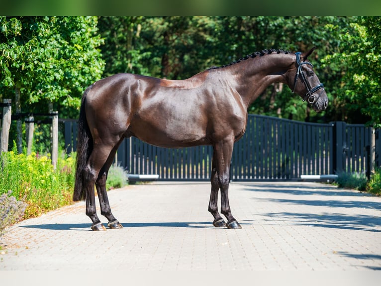 KWPN Wallach 4 Jahre 165 cm Rappe in Schaijk