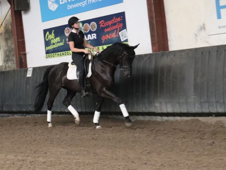 KWPN Wallach 4 Jahre 165 cm Rappe in Soest