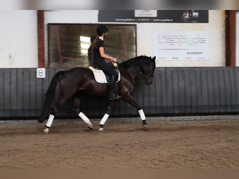 KWPN Wallach 4 Jahre 165 cm Rappe in Soest
