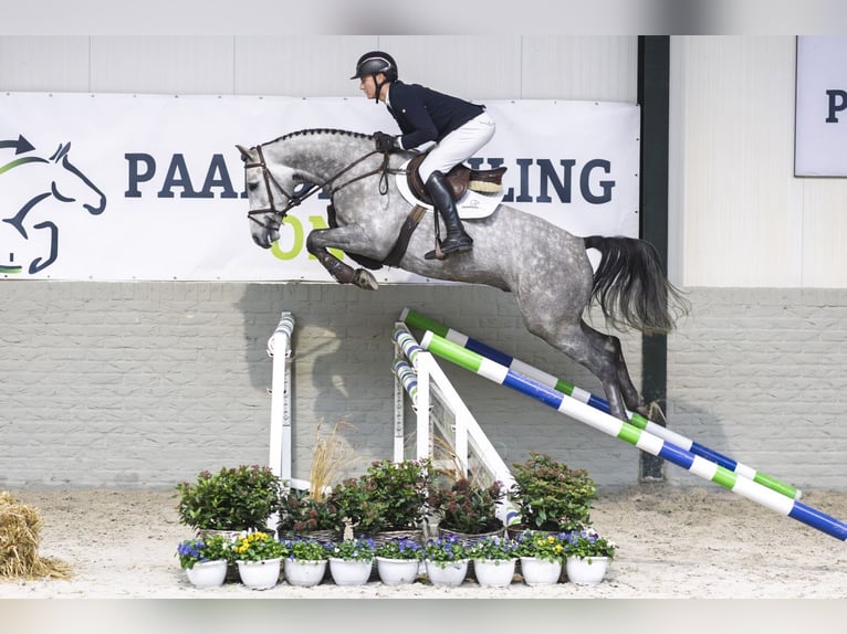 KWPN Wallach 4 Jahre 165 cm Schimmel in Heerde