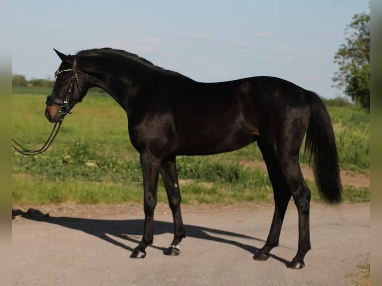 KWPN Wallach 4 Jahre 165 cm Schwarzbrauner in Gramatneusiedl