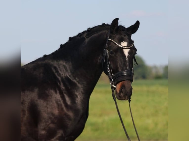 KWPN Wallach 4 Jahre 165 cm Schwarzbrauner in Gramatneusiedl