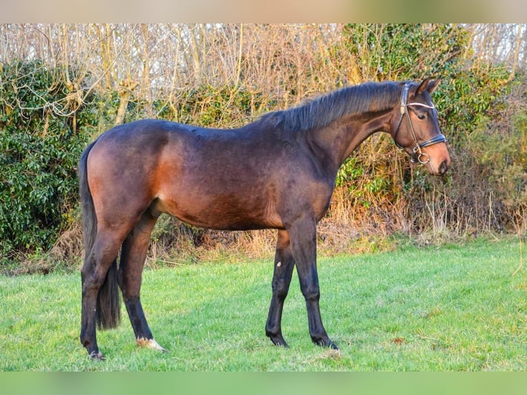 KWPN Wallach 4 Jahre 165 cm Schwarzbrauner in continvoir