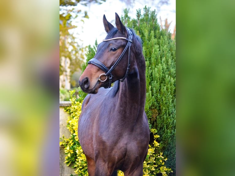 KWPN Wallach 4 Jahre 165 cm Schwarzbrauner in continvoir