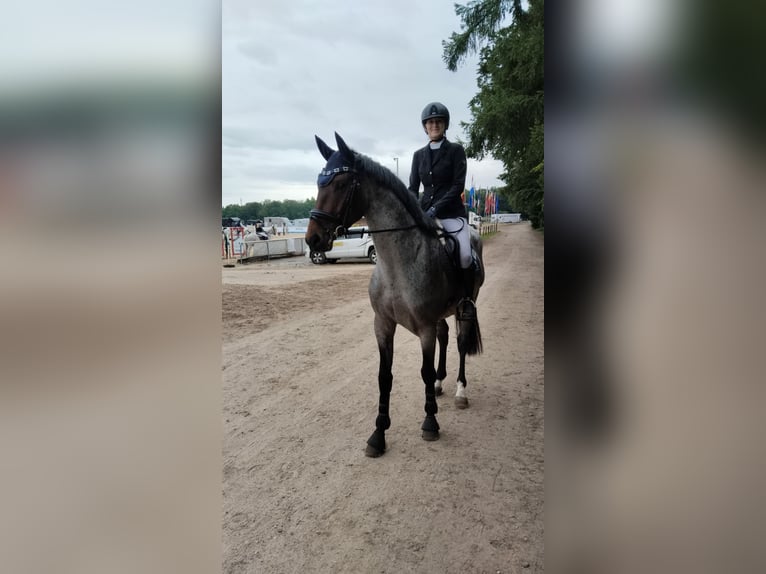 KWPN Wallach 4 Jahre 165 cm in Schladming