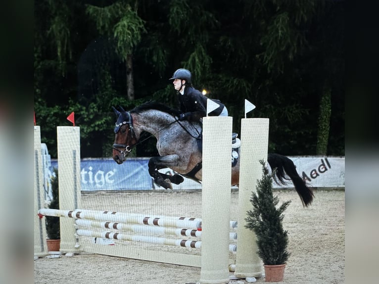 KWPN Wallach 4 Jahre 165 cm in Schladming