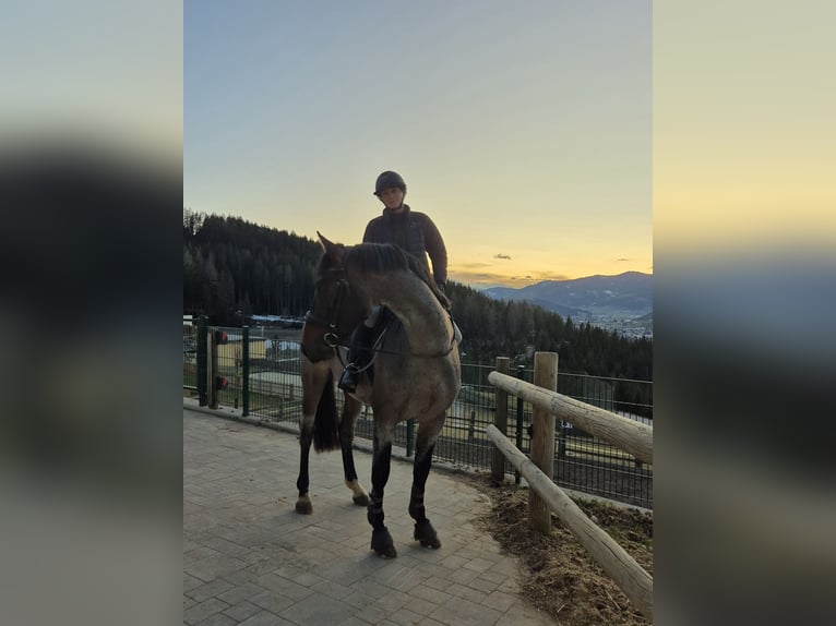 KWPN Wallach 4 Jahre 165 cm in Schladming